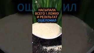 Насыпала всего 1 ложку и результат меня ошеломил #plants #комнатныерастения #растения #сад #огород