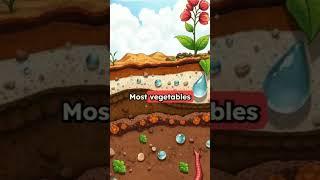 STOP Using the Wrong Soil for Your Plants #shorts #shortvideos
