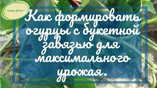  Как формировать самоопыляемые огурцы с букетной (пучковой) завязью в теплице. Марценюк Надежда 