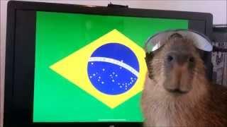 Old video of training JoeJoe the Capybara to turn his head