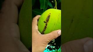 Harvesting time  #gardening #fruittrees #harvesting