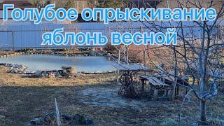 Голубое опрыскивание яблонь весной