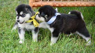 Alaskan Malamutes: The Draft Animals of the Arctic