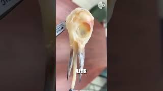 How Woodpeckers Withstand 4000 g-force Without Injury: Nature's Marvel