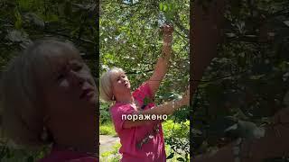 Ваша вишня быстро умрет, если