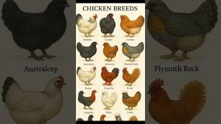 Meet the Cochin, Araucana & Frizzle! #CochinChicken #Araucana #FrizzleChicken #FancyFowl #fyp