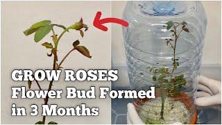 How to Grow Roses from Bouquet Cuttings at HOME? (Sneak Peek)