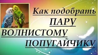 Выбор пары волнистых попугайчиков. Правила подбора пары попугаев.