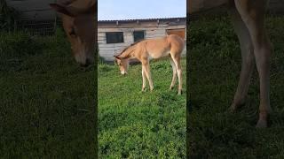Милый ребенок️#моялошадь #сельскаяжизнь #лошади #animals #horse