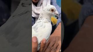 Pigeon madrasi kabootar | Delhi white pigeons shorts kabutar video