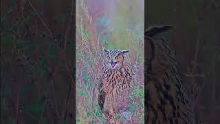 This Is How Owl Fly Silently #shorts #amazingfacts #facts