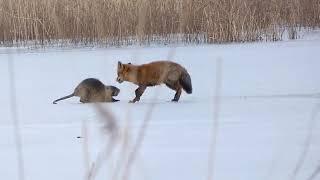 Fox vs Nutria/Fuchs gegen Nutria