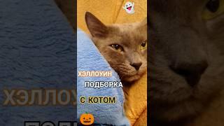 ХЕЛЛОУИН - ПОДБОРКА С КОТОМ! #кот #подборка #хеллоуин #сборка #cat