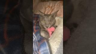 #cat #goviral #love #kitty #greycat #cute