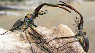 Stag Beetle Throws Girlfriend Out Of Tree | Life | BBC Earth