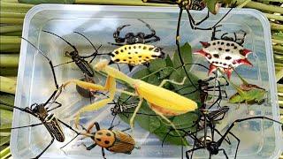 giant Asian yellow praying mantis, 9 golden orb spider, katydid, coconut beetle, shelled spider