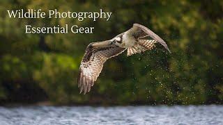 Top 5 Essential Wildlife Photography Gear You Need!