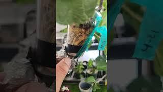 Ghost Hill Fig Air Layer Update #plants#gardening #propagation