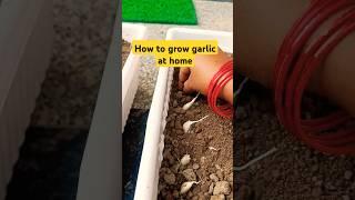  How to grow garlic at home#shorts#youtube shorts#viral video#trending