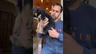 German shepherd Male puppy’s #germanshepherd #german #germanshepherdpuppy #dog #breeder #puppy