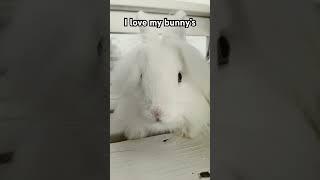 I love my bunny’s #lovely #animalsfunny #animals #funny #plushchannel #funnymemes #plush