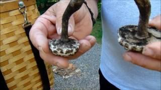 Harvesting the Old Man of the Woods Mushroom