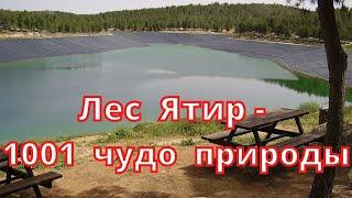 Лес Ятир   1001 чудо  природы    Yatir  Forest  Israel