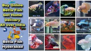 Buy Imported Betta Fish Online , Top Seller From Hyderabad || Betta Fish Hyderabad