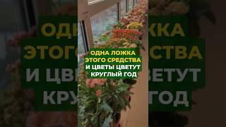 Одна ложка этого мордва и цветы цветут круглый год #дача #сад #цветы