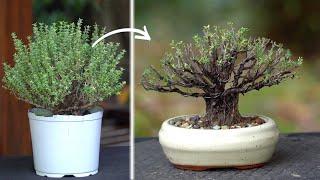 Bonsai from a Thyme plant?!