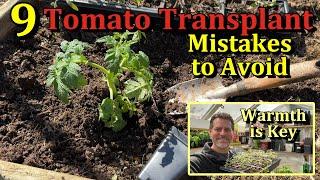 How to Transplant Tomatoes & 9 Mistakes to Avoid When Planting