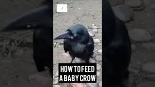 Feeding a Baby Crow - A Heartwarming Encounter with Nature #crow #crows #corvids #cuteanimals