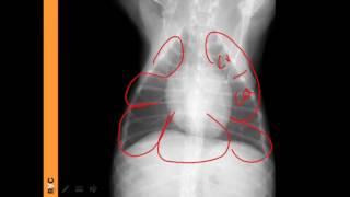 VET Talks - Normal Radiographic Anatomy of the Canine Thorax