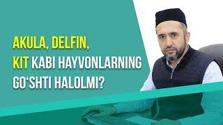 Akula, delfin, kit kabi hayvonlarning go‘shti halolmi? | Diniy savol-javob