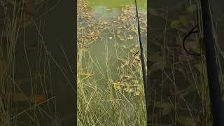 Carp fishing surface fishing carp takes bread of the surface of the water