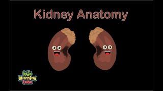 Human Body /Kidney Song/Human Body Systems