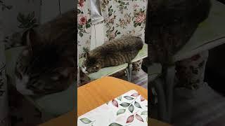 Утро начинается как обычно #котвася #котозавр