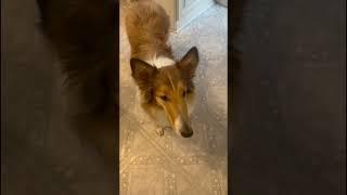 Giving lassie homemade dog cookies #lassie