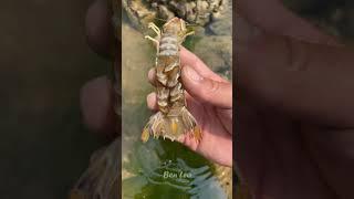 ASMR Seafood Satisfying  Deep Sea Creatures (Catch Crab, Catch Octopus) - Tik Tok #97