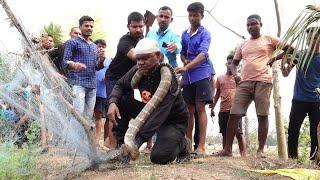 जाल में फंसा हुआ था दुनिया का सबसे खतरनाक सांप किंग कोबरा | King Cobra Rescue