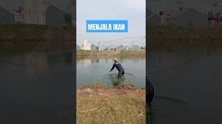 MENJALA IKAN #fishing #mancing #mancingikanwaderdisungaikecil #ikansidat #ikan