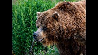 The September 9th, 2024, Grizzly Bear Attack On Montana Bow Hunters