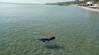 Labrador swims in the sea with a ball