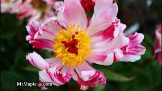 Paeonia lactiflora 'Circus Circus' Herbaceous Peony in the MrMaple Greenhouses - FUN FLOWERS