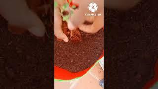 plant|#NISWAN GARDENING BOY|#shorts