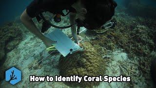 Coral Taxonomy and Identification with Elle Haskin