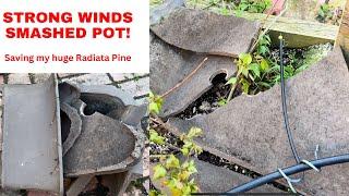 Smashed Bonsai POT!!! Strong winds destroy large bonsai pot for my large Radiata Pine.