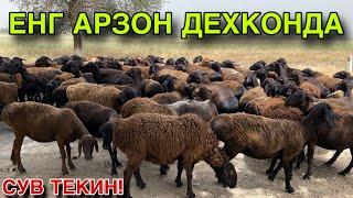 УТ ЙУК НАРХЛАР ТУШДИ! 17 МАЯ КУЙ КУЗИ НАРХЛАРИ 2025. КАШКАДАРЁ ГУЗОР ТУМАНИ КУДУК КИШЛОГ 2025.