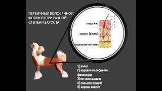 Китайская хохлатая голая , проблемы с кожей , причины , способы решения проблем