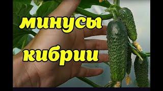 МИНУСЫ ОГУРЦА КИБРИЯ!